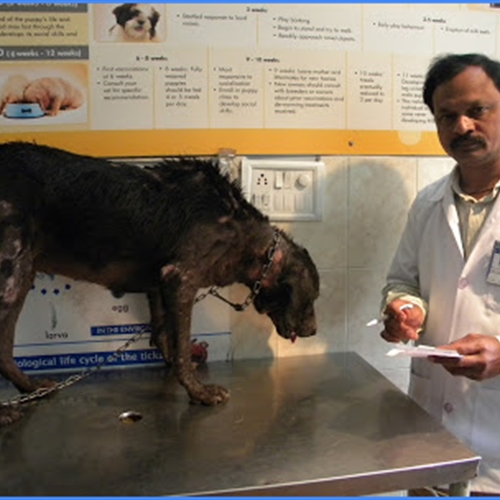 narayanguda animal hospital